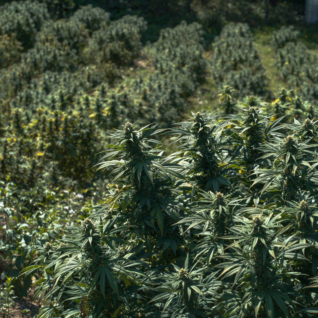champ de plante de marijuana